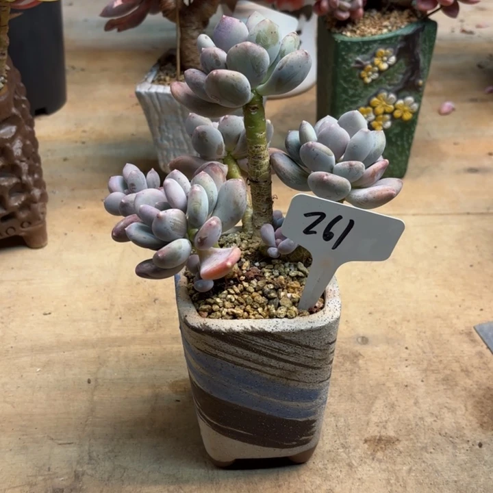 多肉植物，咖啡美人261号