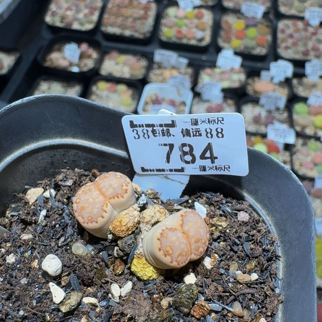 小***乖zzzz生生花肉锥784