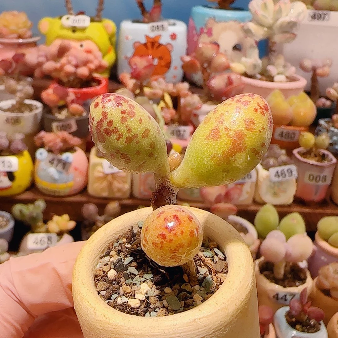 T可爱小黄鱼盆口3.5cm