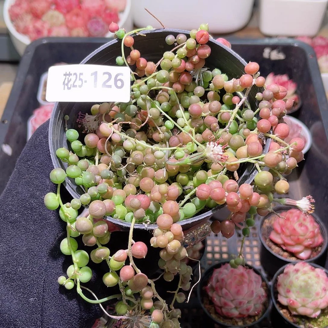 花利美25-126佛珠含盆