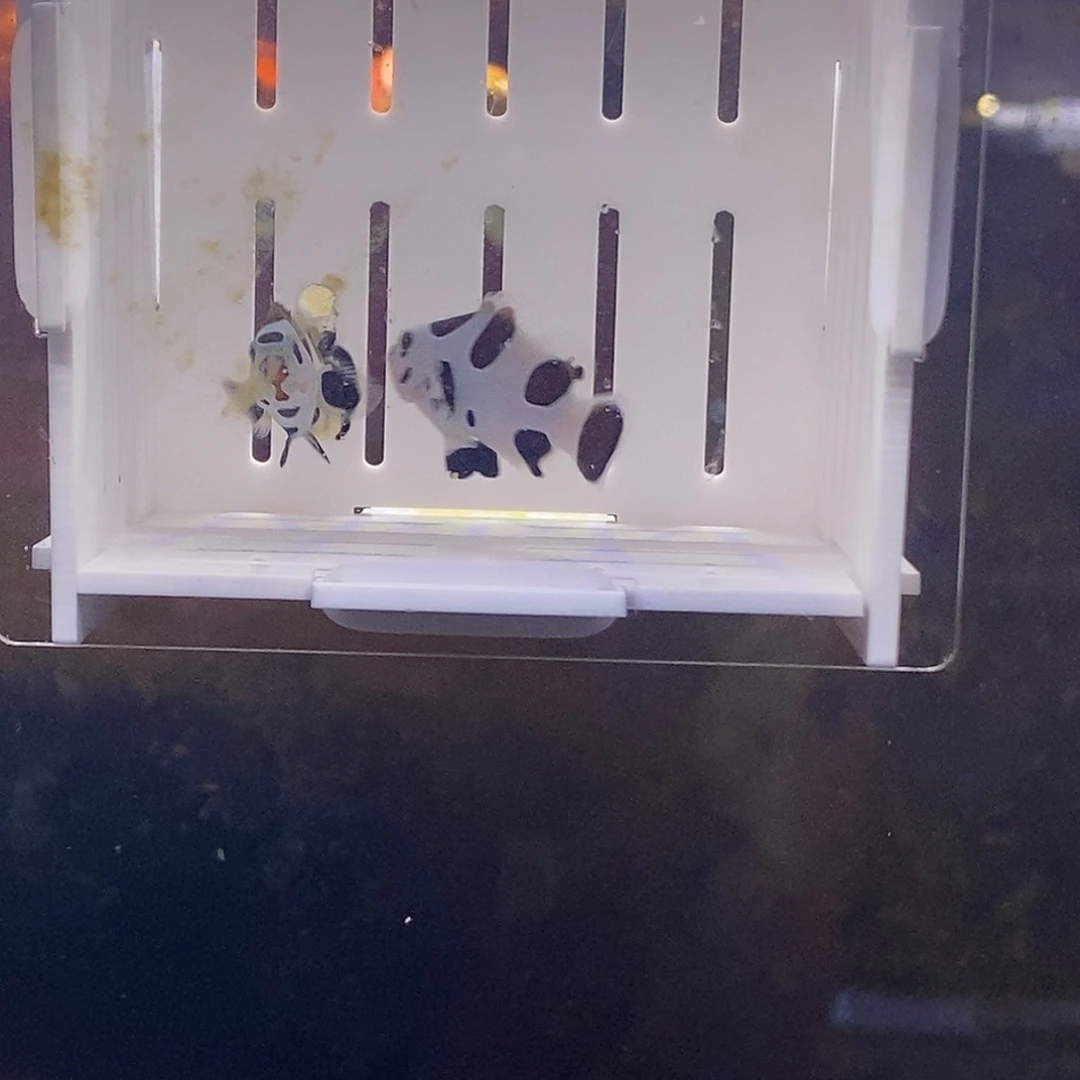 海水鱼毕卡剧粉小丑鱼
