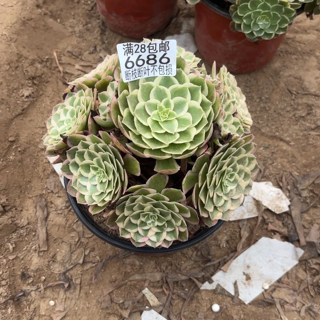 M. 6686孔雀翎多肉。ced