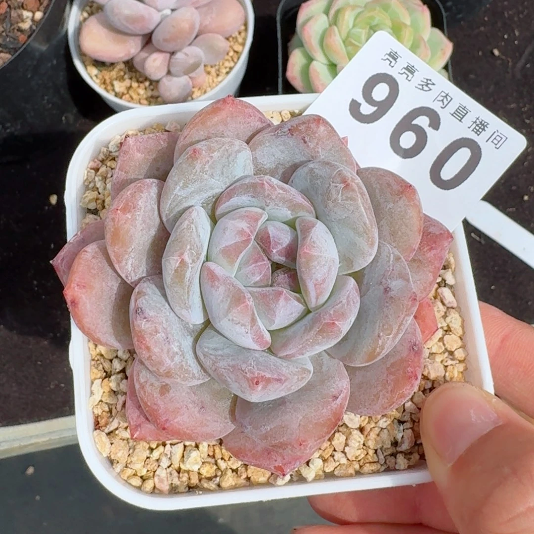 精美多肉植物
