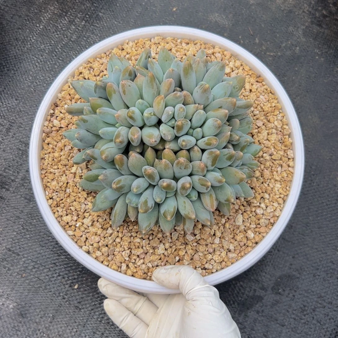 文***慧哥特缀化多肉植物