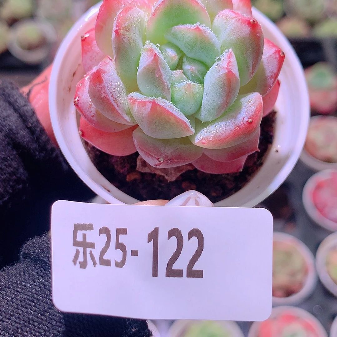 乐然25-122 粉钻单头