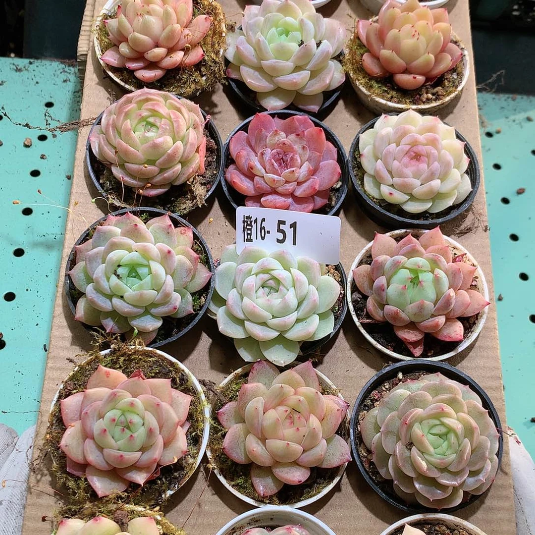 16-51一物一拍带盆18颗