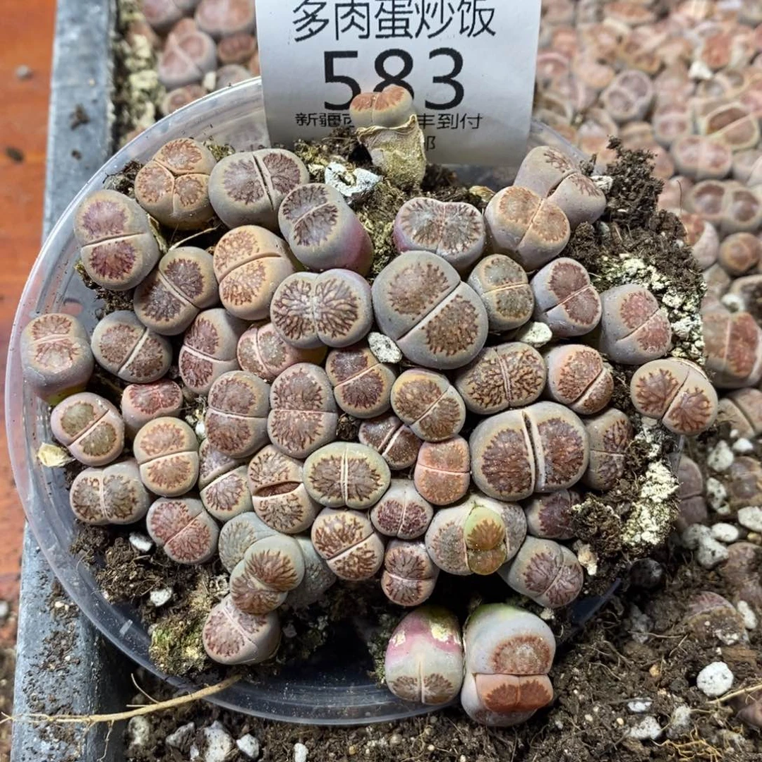 多肉蛋炒饭，感谢您相伴583