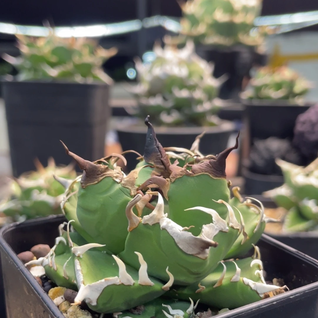 灯养魔丸88888888888888888