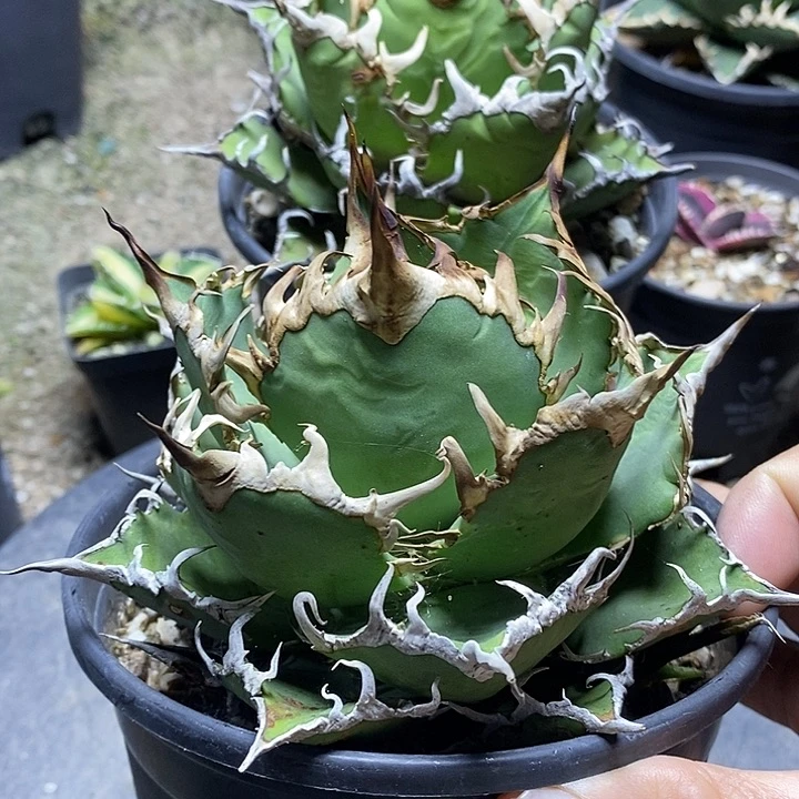 龙舌兰科凯撒一个