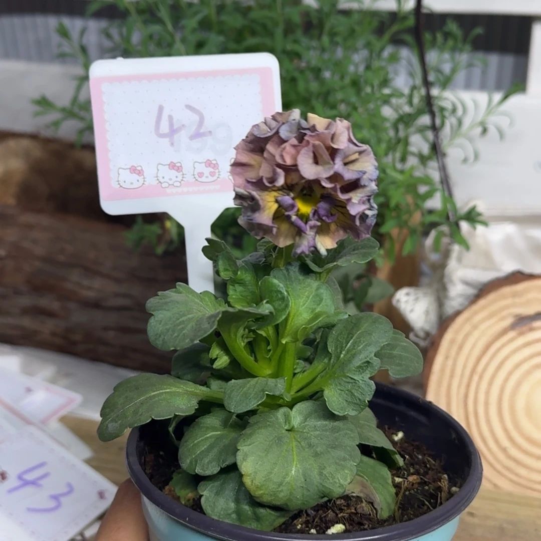 全部花朵1210  抖音42号个别根系弱退毒不售后介意勿拍