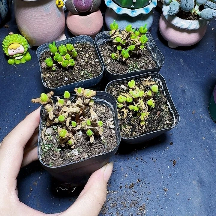 碧光环裸根一颗福利
