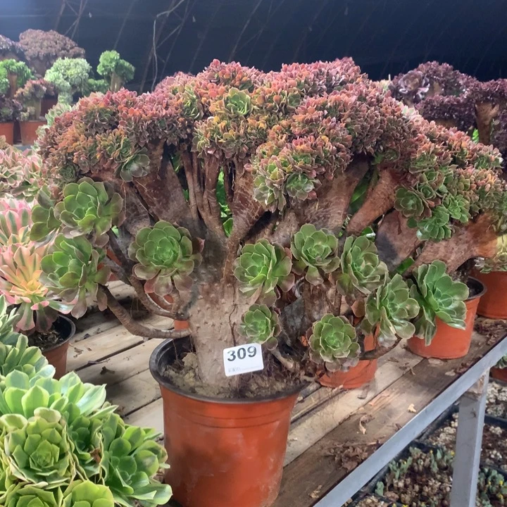 309玫瑰缀准朵朵多肉法师