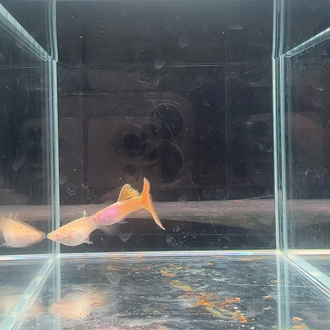 金属黄蕾丝白子孔雀鱼