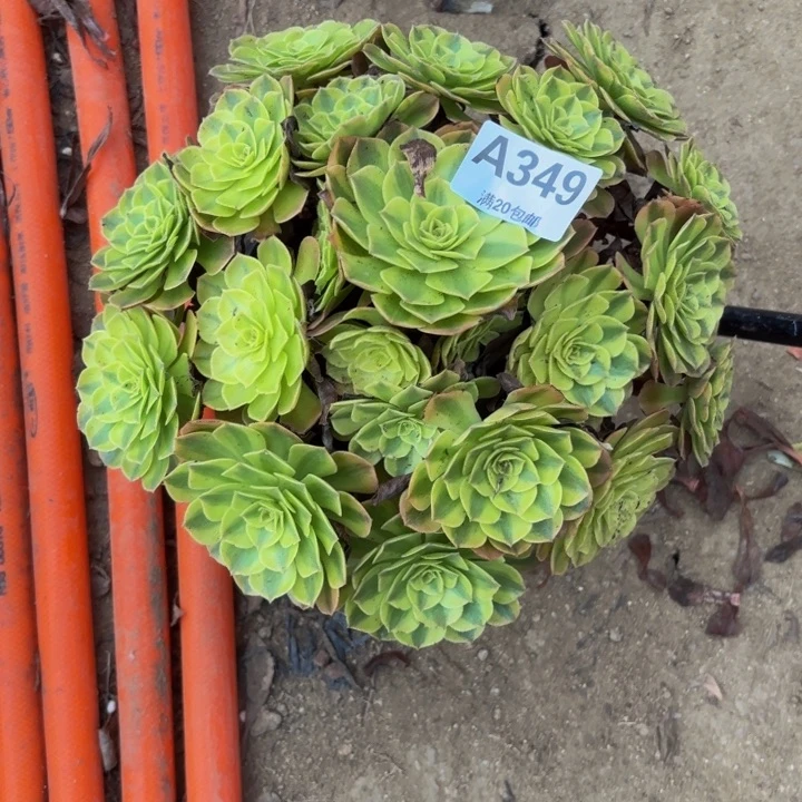 瑞妈多肉园艺349雨荷