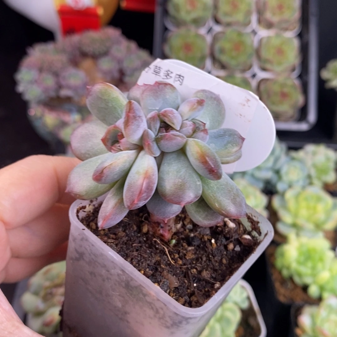 红恋三头朵朵缀23号