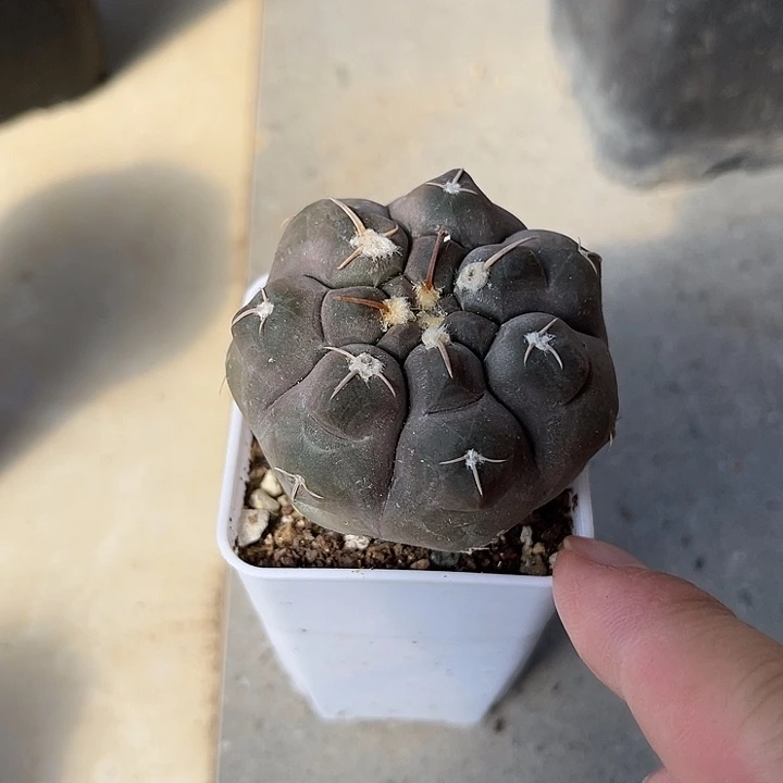 无花朵实生龟甲铅皮
