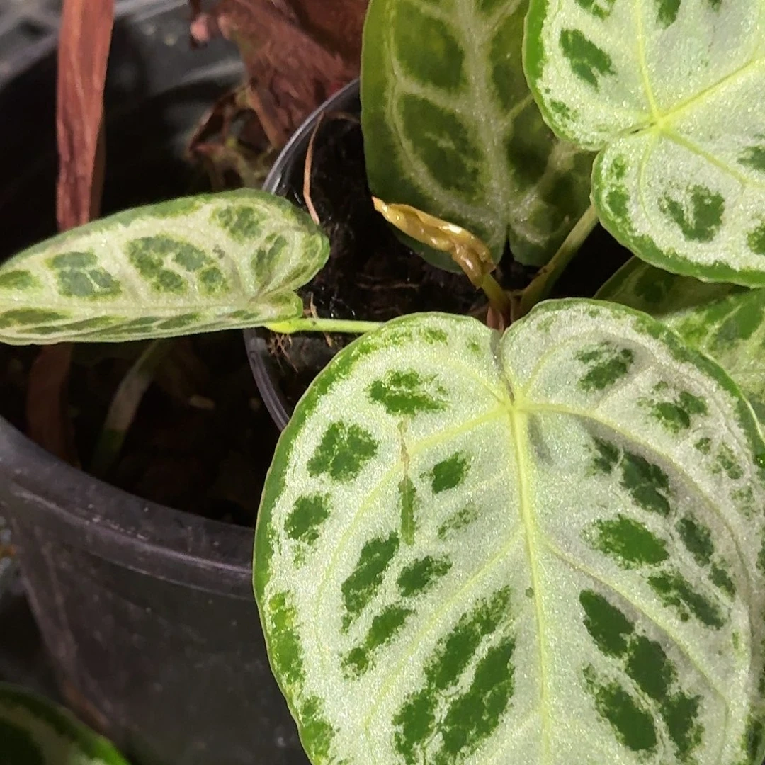 哈***哈完全开放p176铜锣烧叶片摩擦