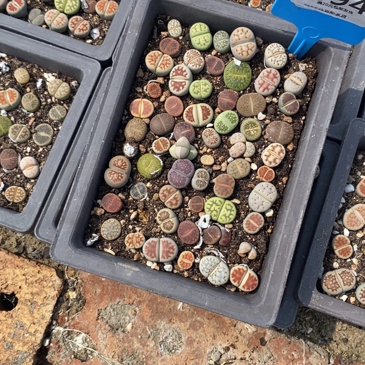 戴***3生石花等植物的生长694