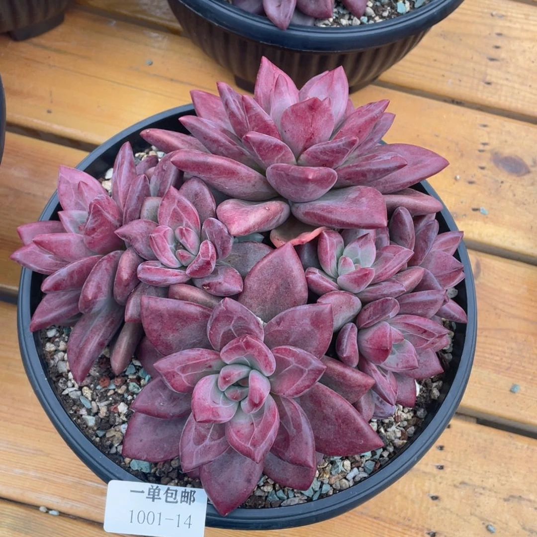 1001-14-赫菲。。。。。。