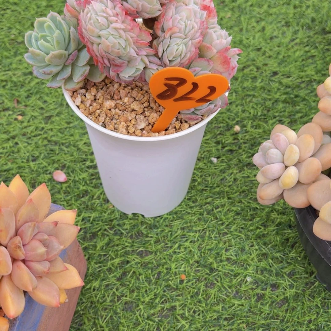 t***b822号多肉植物一物一拍