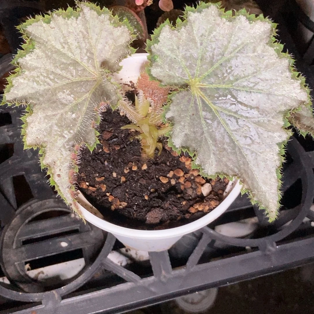 富矿脉一物一拍秋海棠