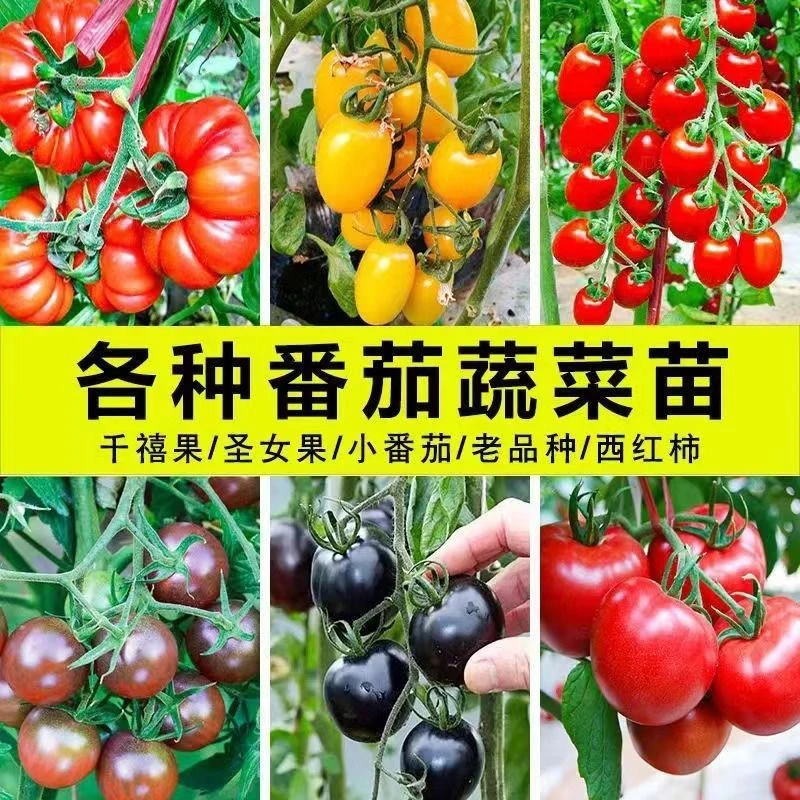 超甜草莓柿子苗西红柿苗红圣女果苗黑番茄苗黄圣女果苗