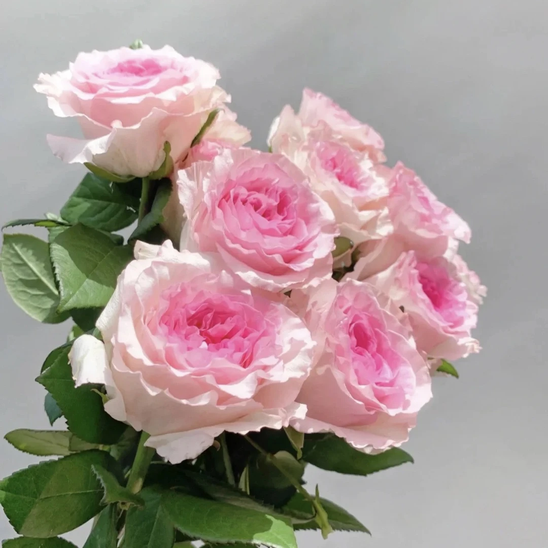 仅支持团结店【家居鲜花】1扎（17-20支）玫瑰颜色随机介意者慎拍粉色福利