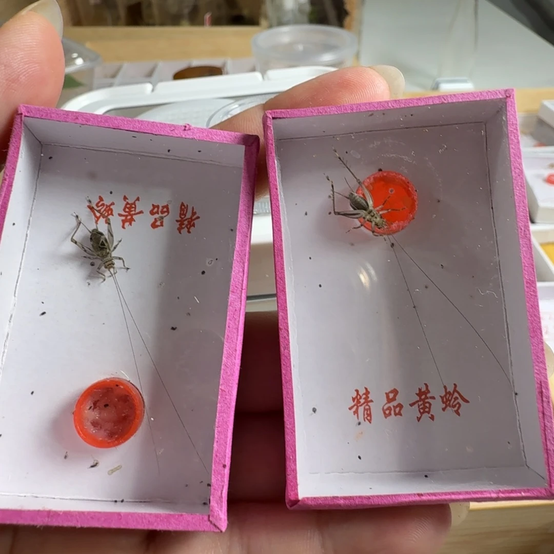 海****啡2只精品金蛉子