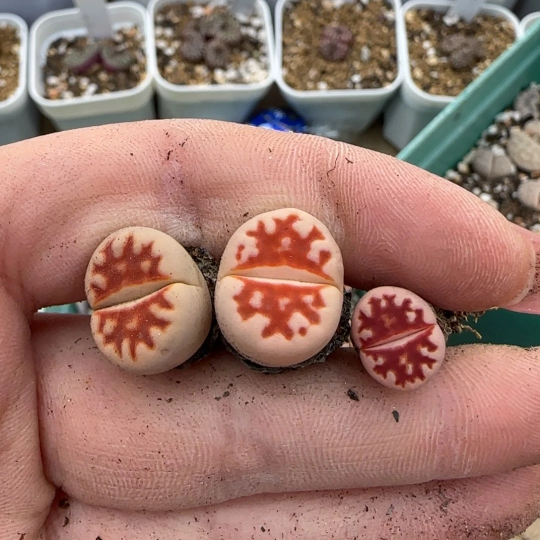 大****?2.13。 tp3。  8009