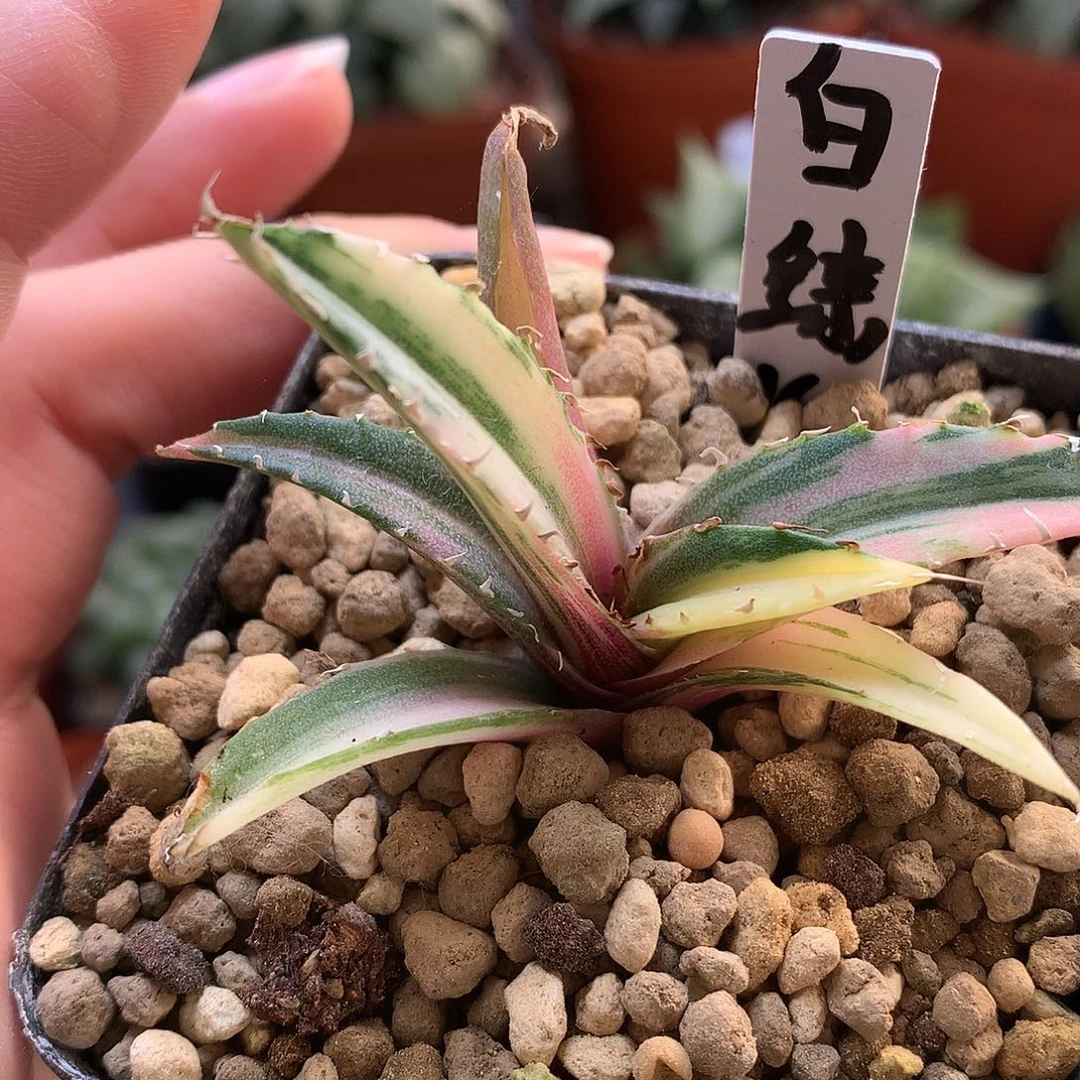 白鲸龙舌兰带盆土发货ton