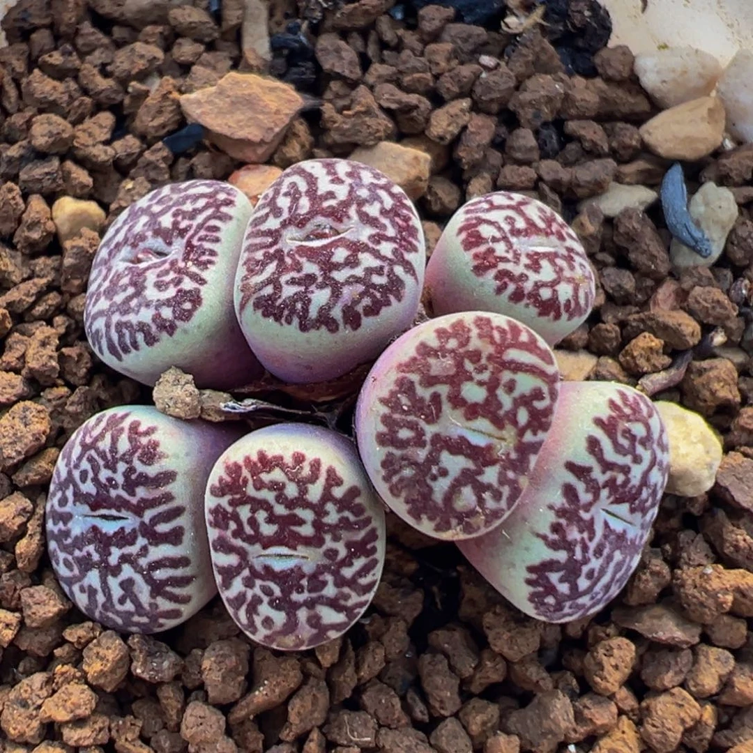 19多肉植物百科植物