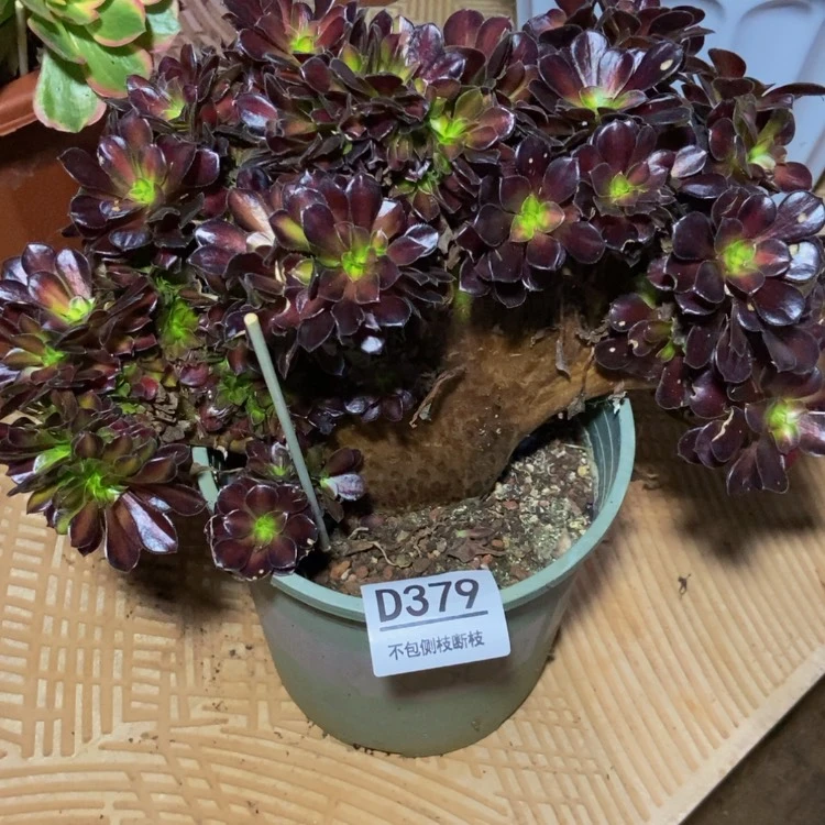 【闪购商品】大*379花纳多肉