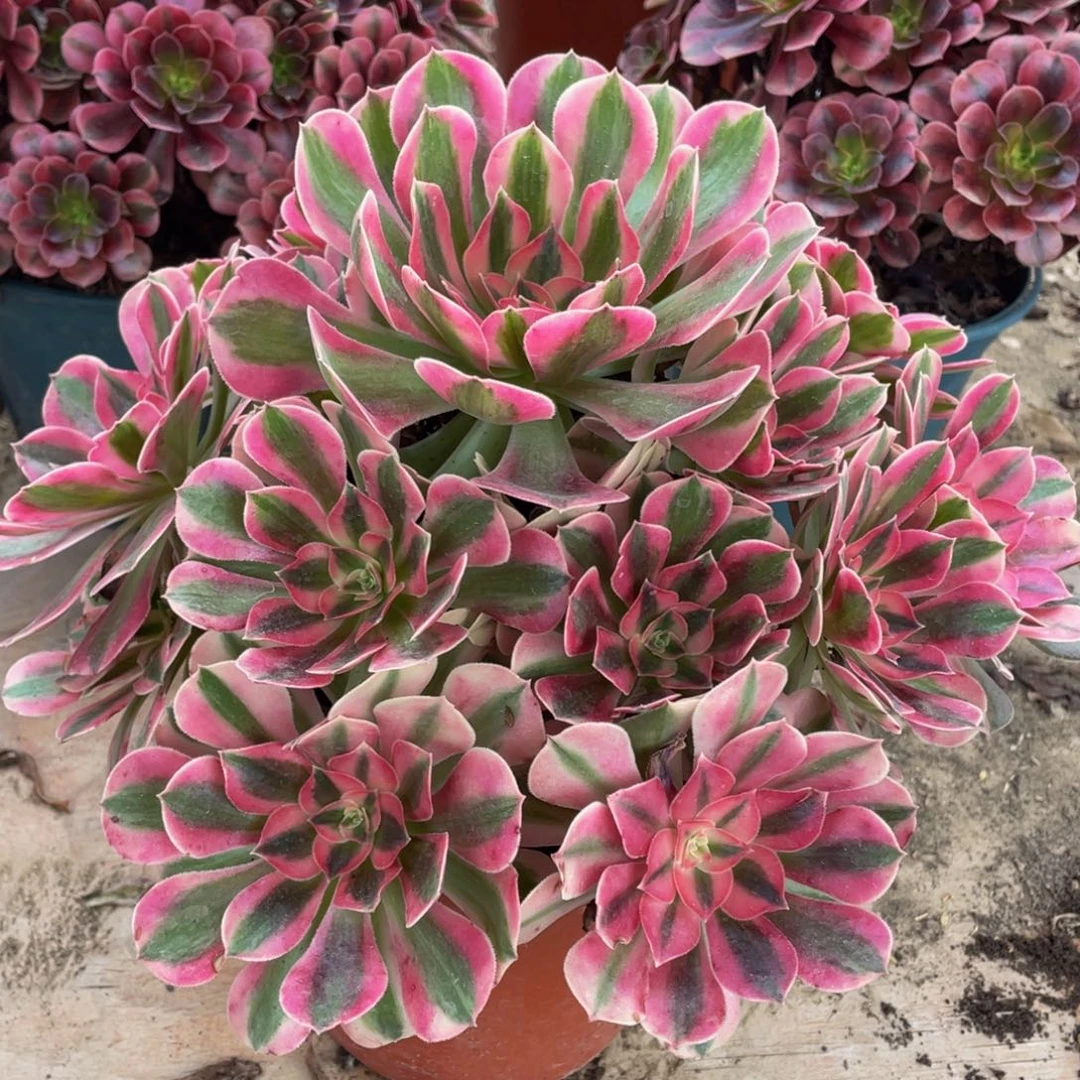 297粉女巫精品法师多肉