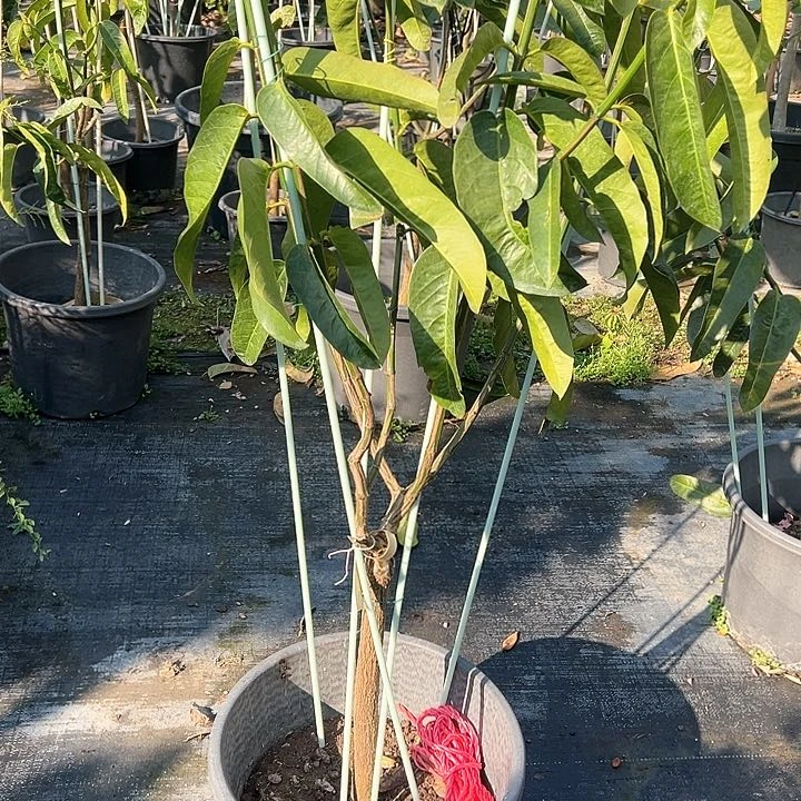 天****叔13457999888777