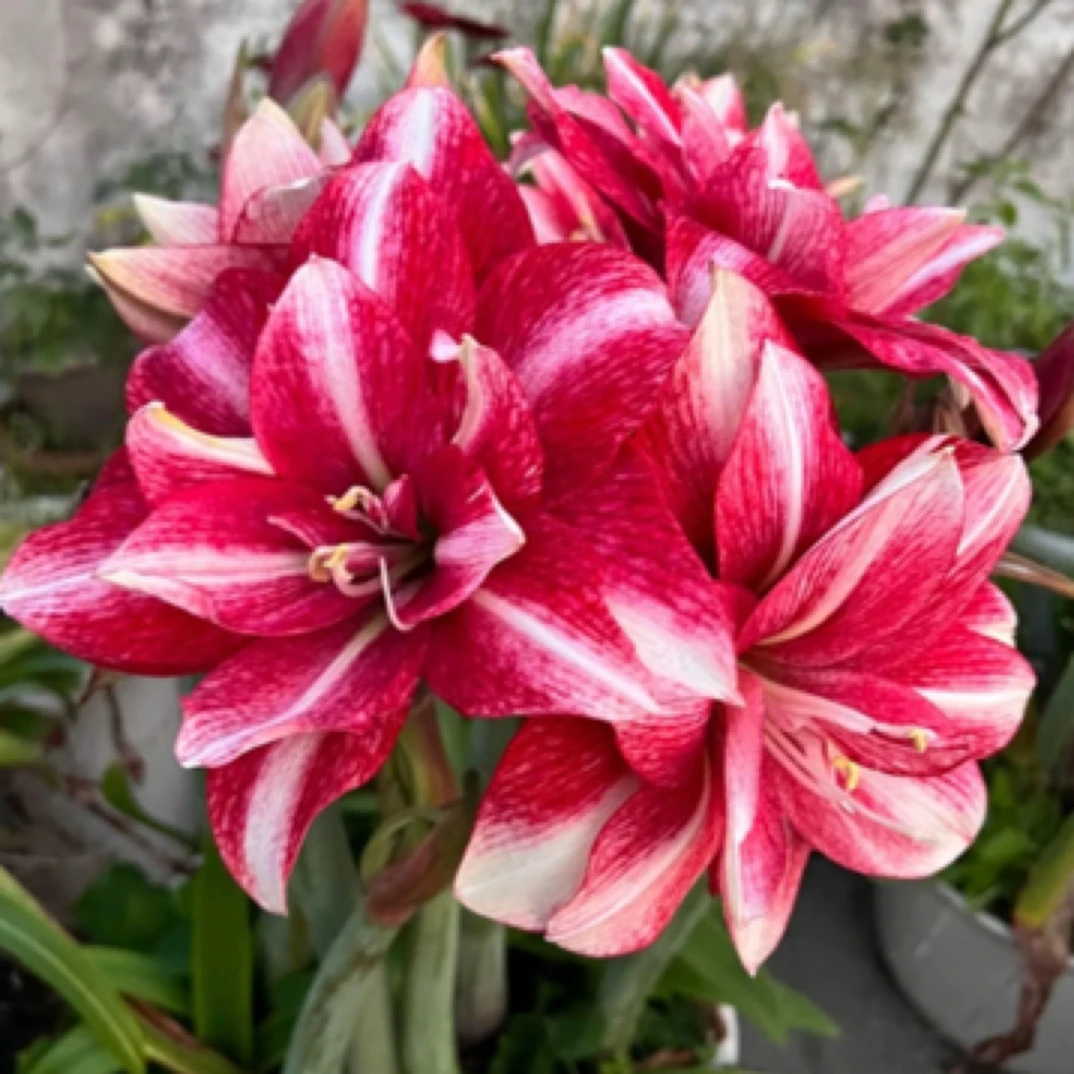 朱顶红紫纹3➕，包对版不包后期养护