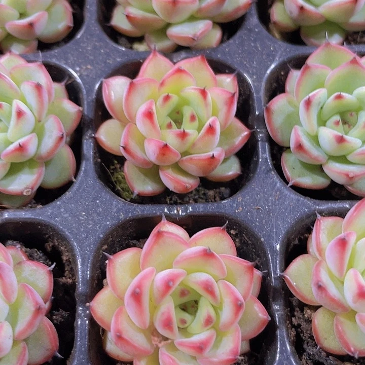 星光珍妮精品多肉