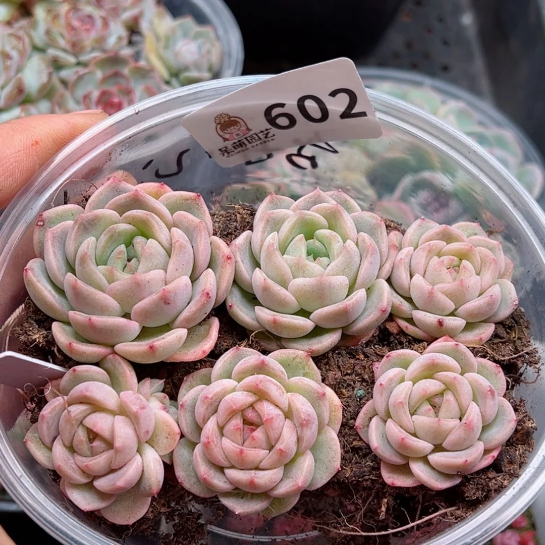 多肉植物多肉植物