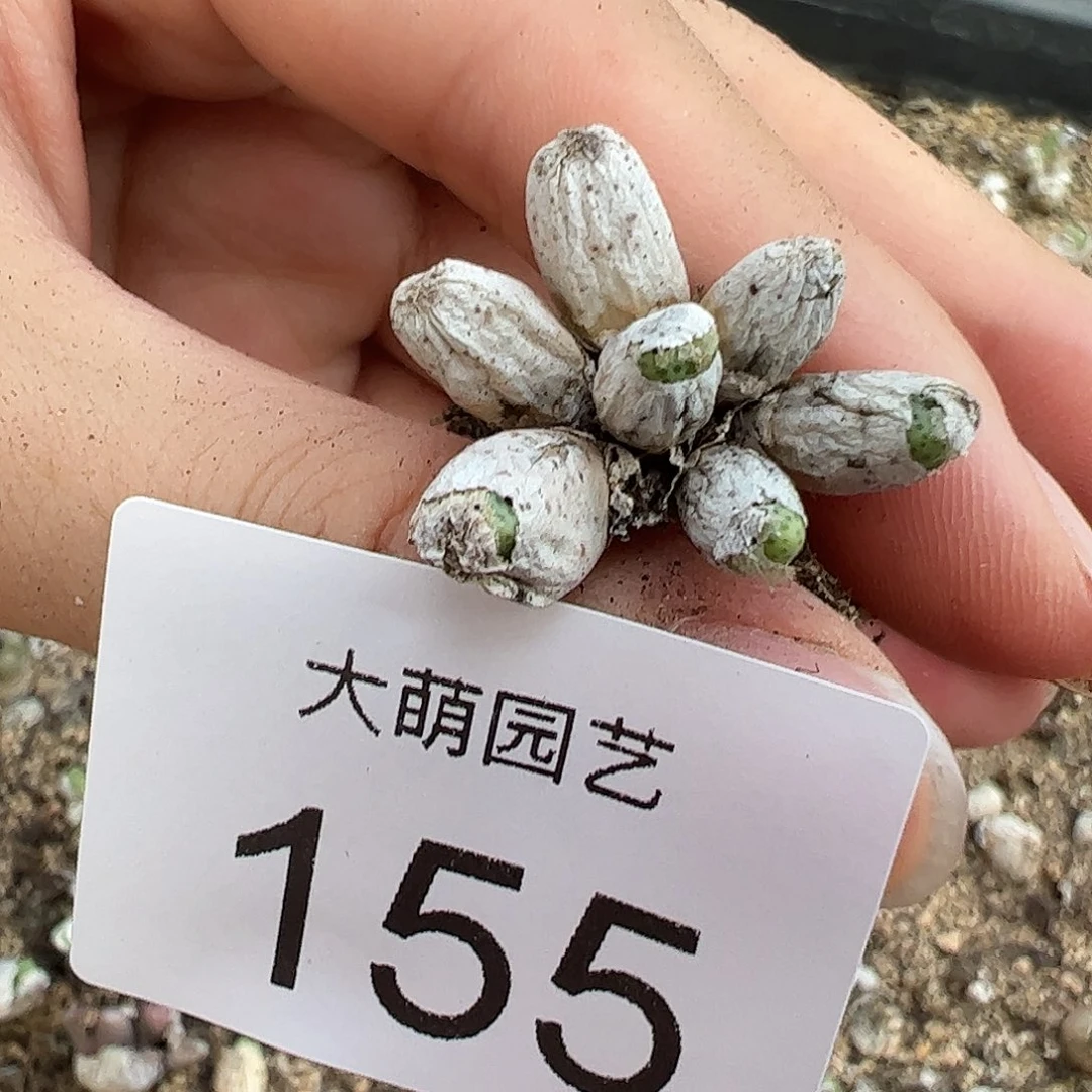 0000155 一物一拍母本草莓斑马