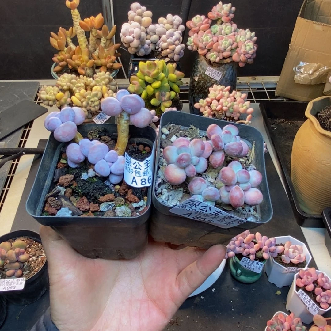 K****860橙奶865苹果奶两颗