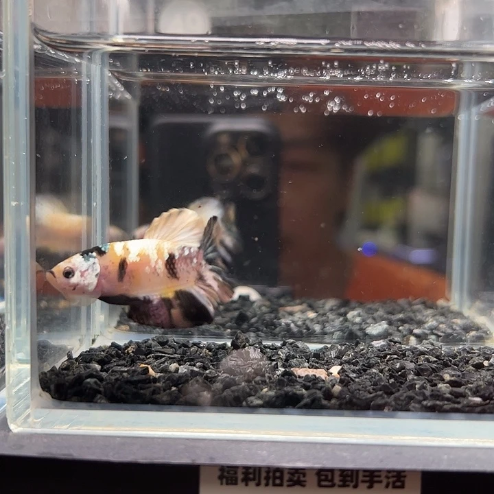 斗鱼竞拍跑单拉黑27号49