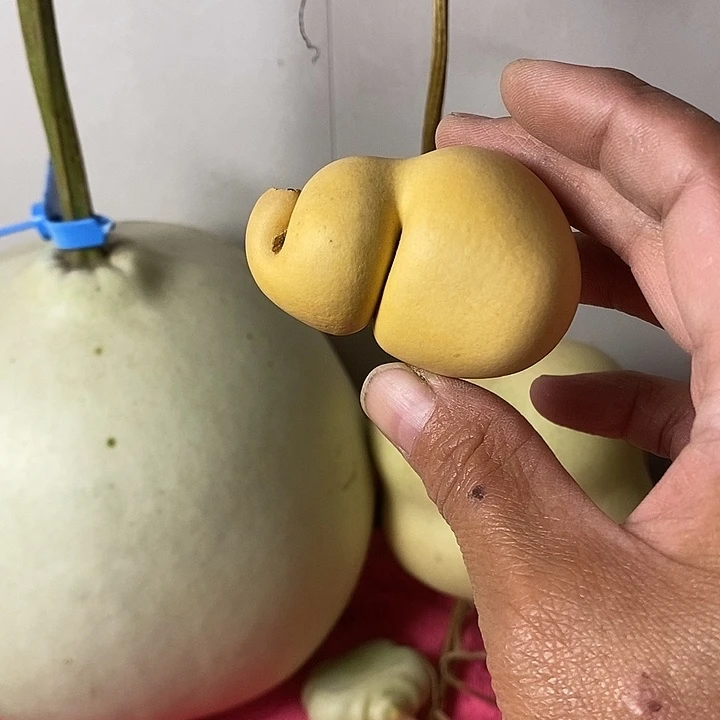 嘟****青皮葫芦手把件葫芦