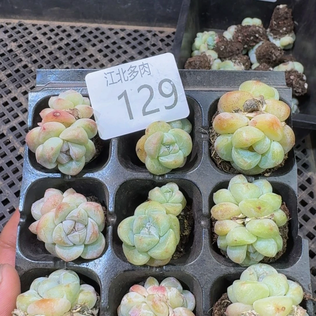 北***曦129江北多肉一物一拍