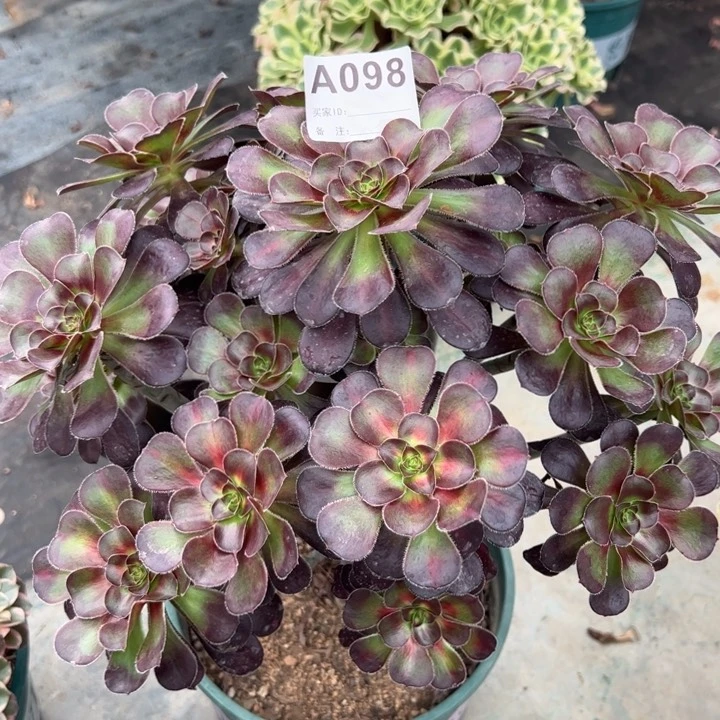 098晚霞30厘米左右