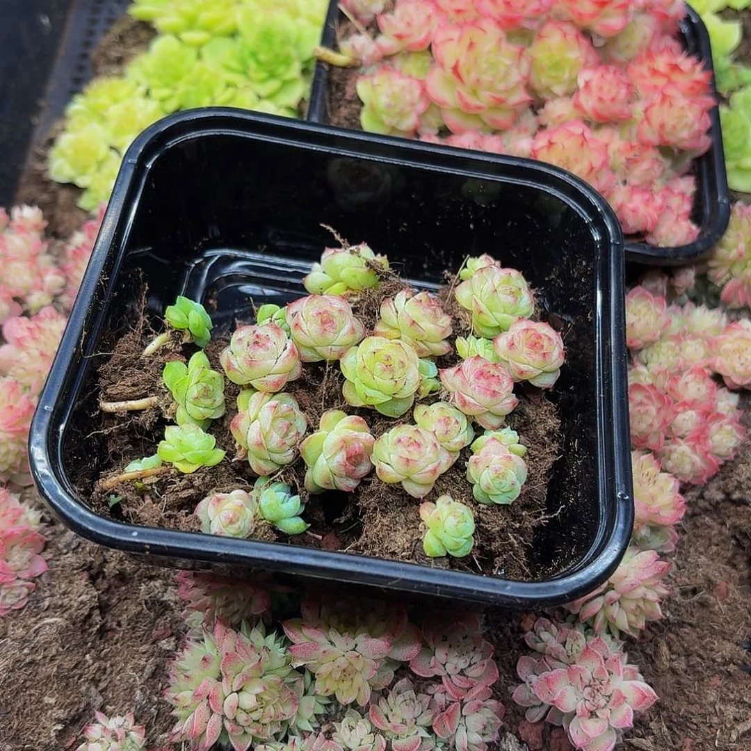 A****?多肉植物多肉植物693