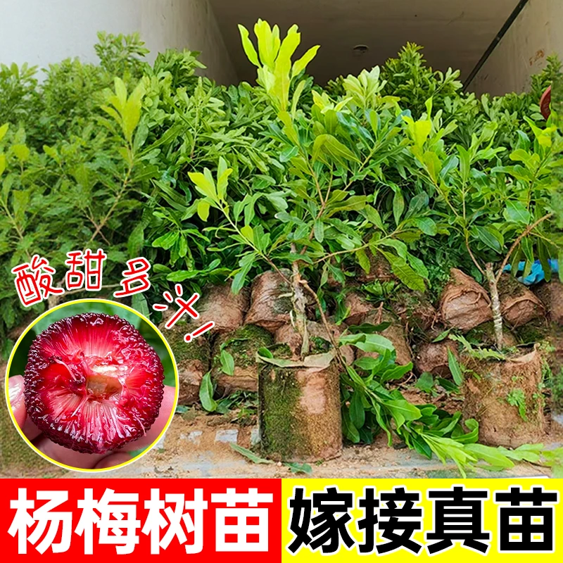 正宗嫁接东魁杨梅树树苗南北方种植盆栽庭院果树苗大东槐当年结果
