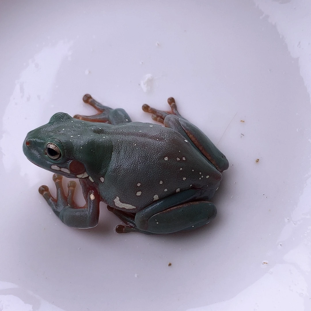 老爷树蛙20号超蓝天花板微雪金腿