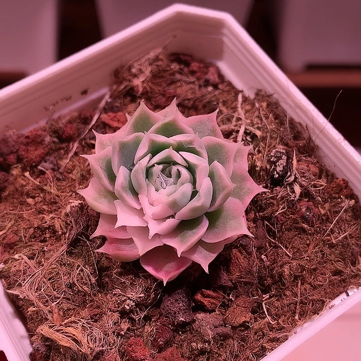 海林娜锦锦锦锦锦锦锦