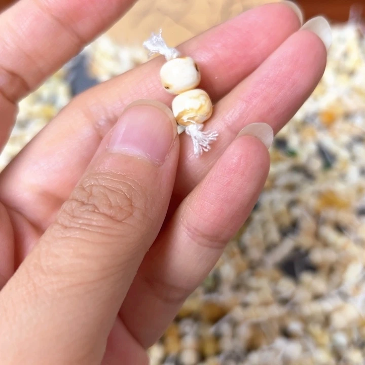 裸石蜜蜡未镶嵌8.1mm一对