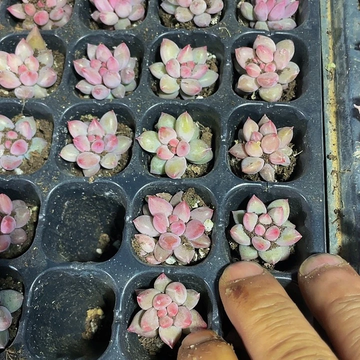 小虞美人2元带土发