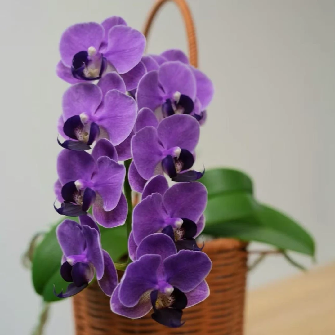 【CX Violet】蝴蝶兰CX Violet 3.5寸出剑发货